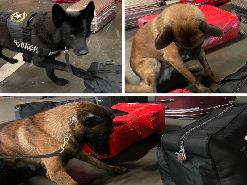 Cães de Faro no aeroporto de Guarulhos