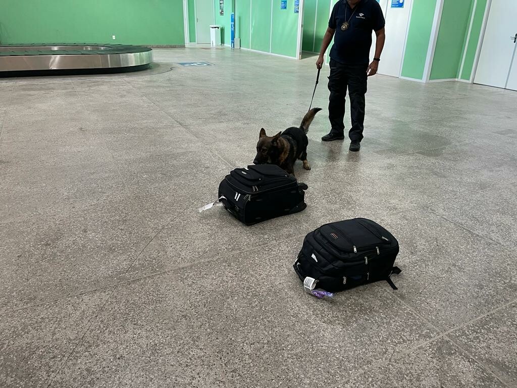 Analistas Tributários da RFB atuam na apreensão de skunk no Aeroporto de JericoacoaraCE 3