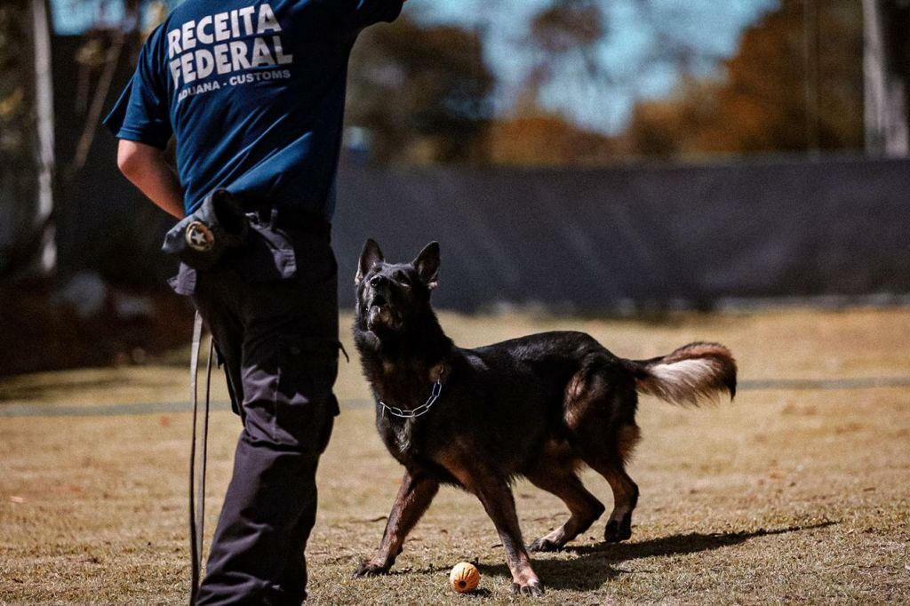 Há 13 anos criava se o Centro Nacional de Cães de Faro da Receita Federal do Brasil CNCF K9 6