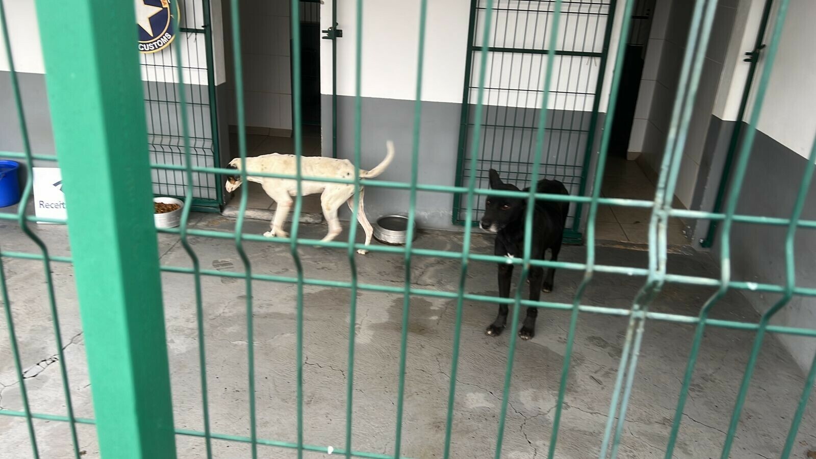 CÃES_ENCONTRADOS_EM_CONTÊINER_RUMO_À_CHINA_1.jpg