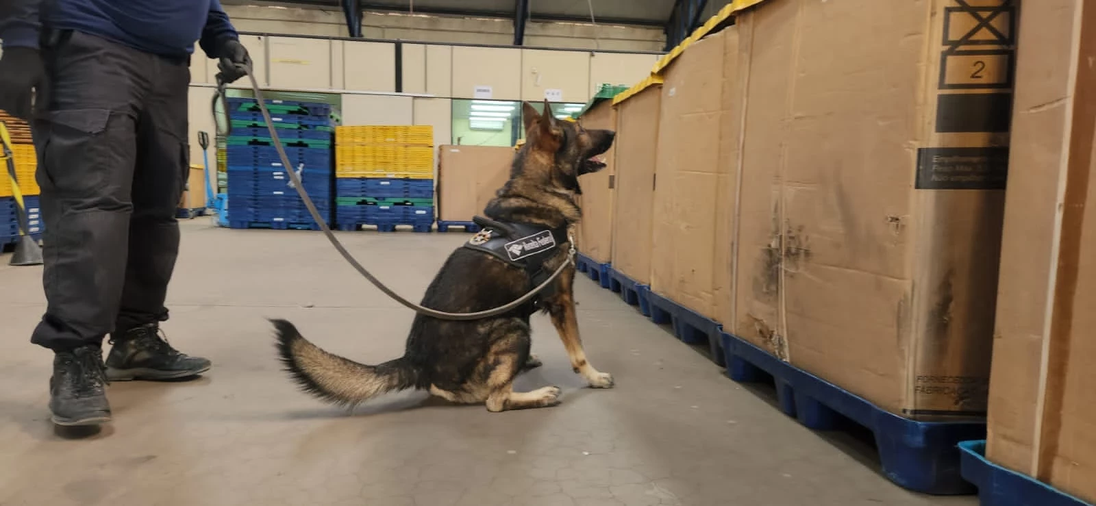 Cão de faro