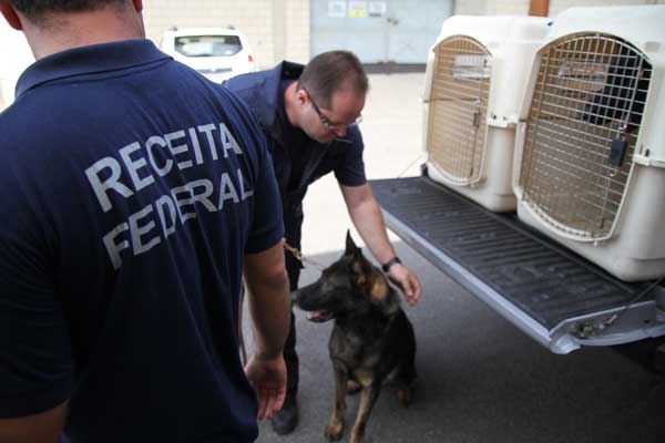 O Analista-Tributário, Claudio Rodrigues Alves, que atua em Foz do Iguaçu/PR, destaca que com os cães foi possível mostrar para a sociedade a importância do trabalho da RFB no combate ao tráfico de drogas 